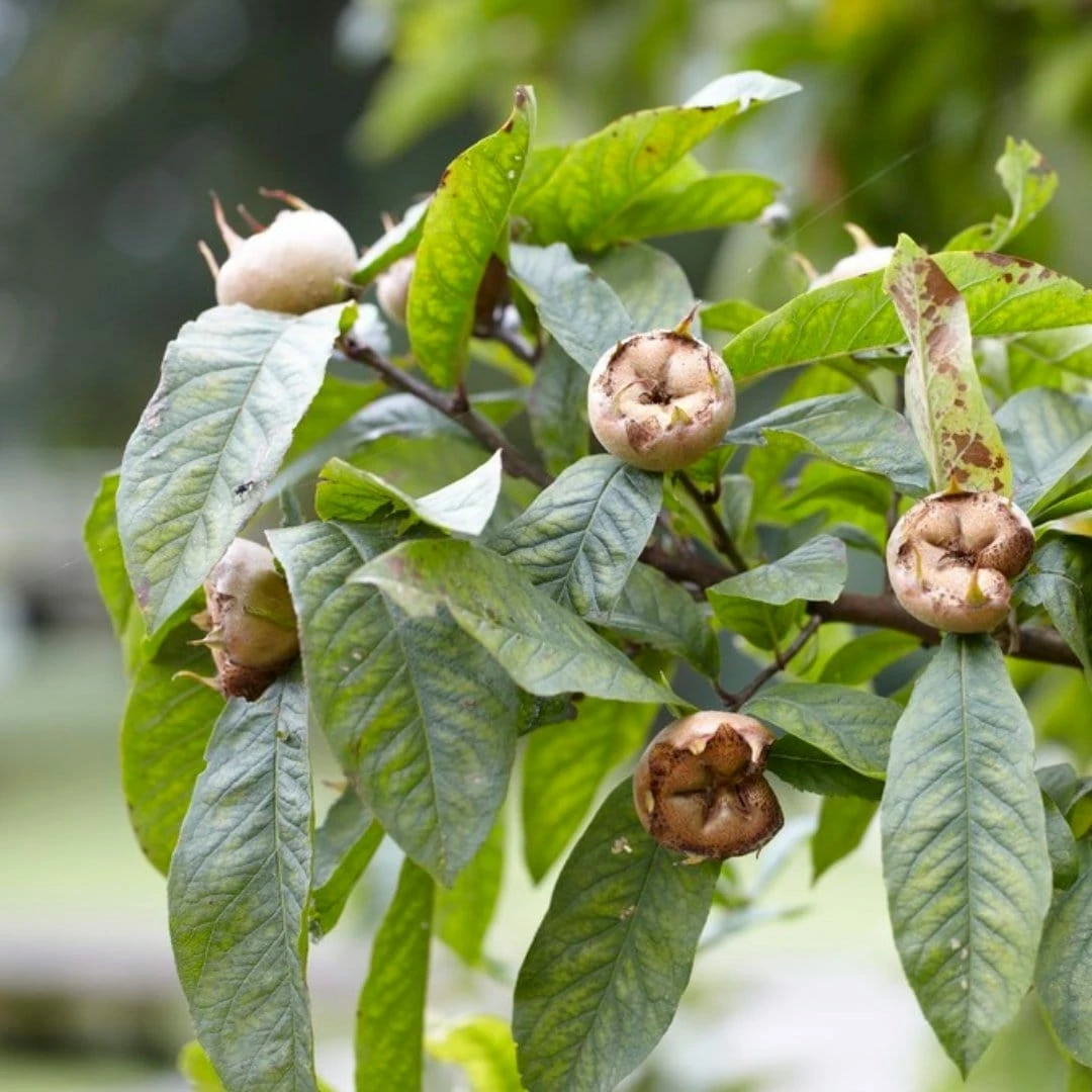 Roots Plants Fruits Nottingham Medlar Tree 7 Roots Plants Fruits Nottingham Medlar Tree