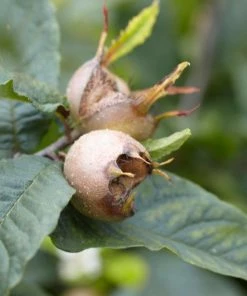 Roots Plants Fruits Nottingham Medlar Tree 14 Roots Plants Fruits Nottingham Medlar Tree
