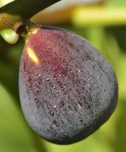 Roots Plants Rouge De Bordeaux Fig Tree Fruits