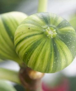 Roots Plants Panachée' Fig Tree Fruits