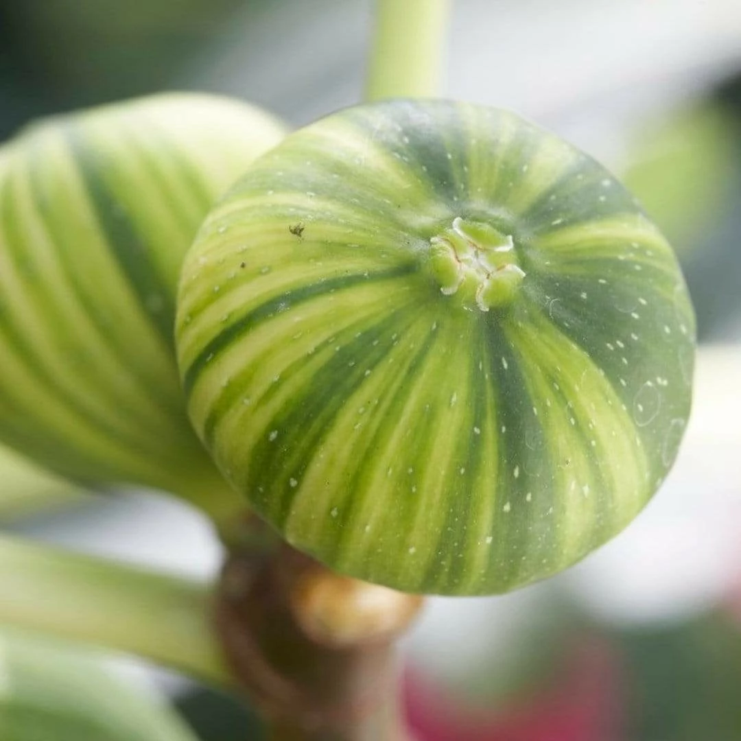 Roots Plants Panachée' Fig Tree Fruits 4 Roots Plants Panachée' Fig Tree Fruits