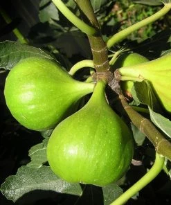 Roots Plants Dalmatie Fig Tree