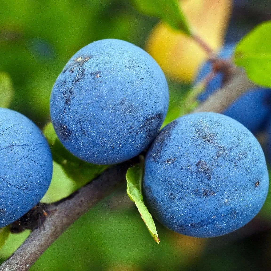 Roots Plants Fruits Farleigh Damson Tree 4 Roots Plants Fruits Farleigh Damson Tree