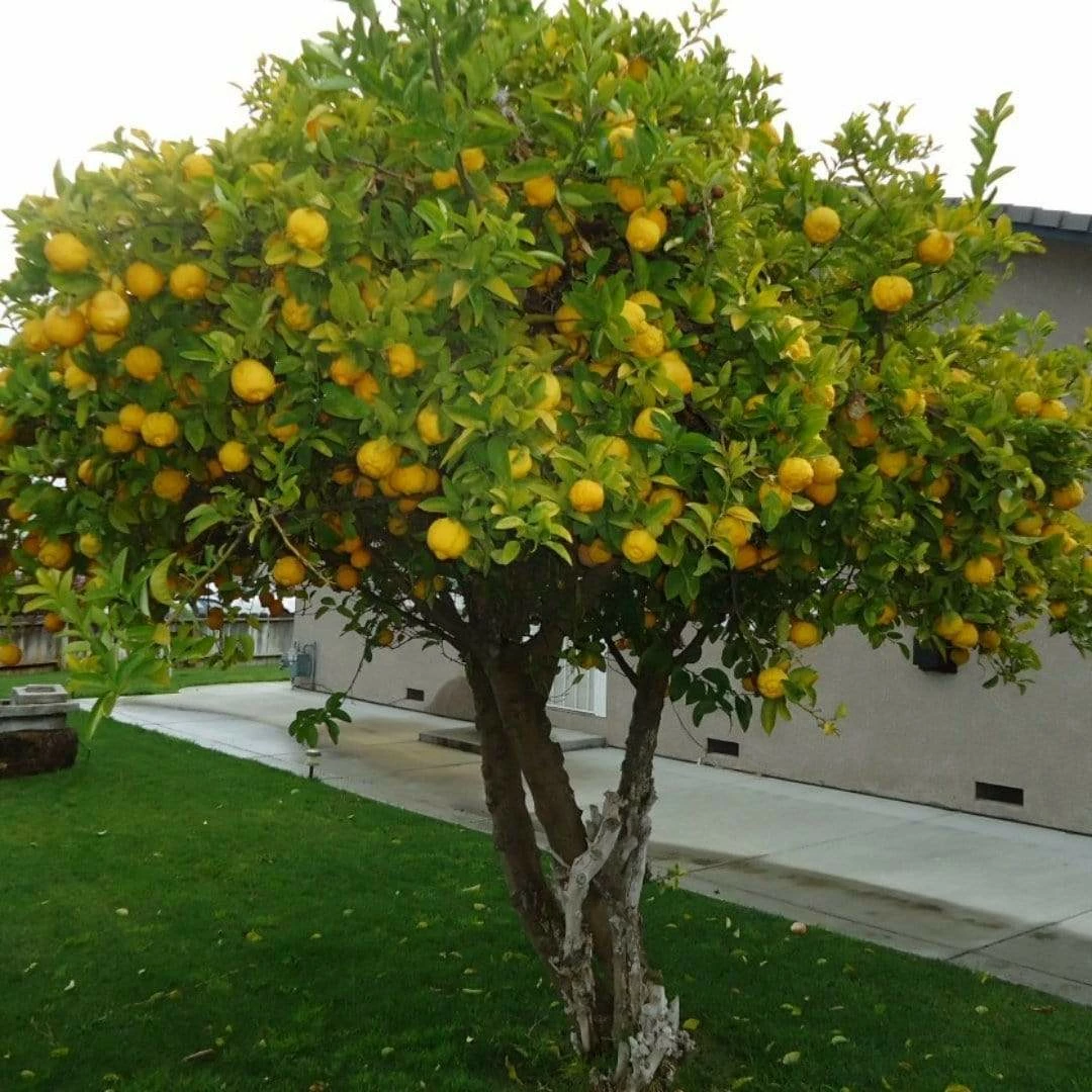 Roots Plants 90cm Eureka Lemon Tree | 4 Seasons Lemon | Grafted Mini-Stem 3 Roots Plants 90cm Eureka Lemon Tree | 4 Seasons Lemon | Grafted Mini-Stem