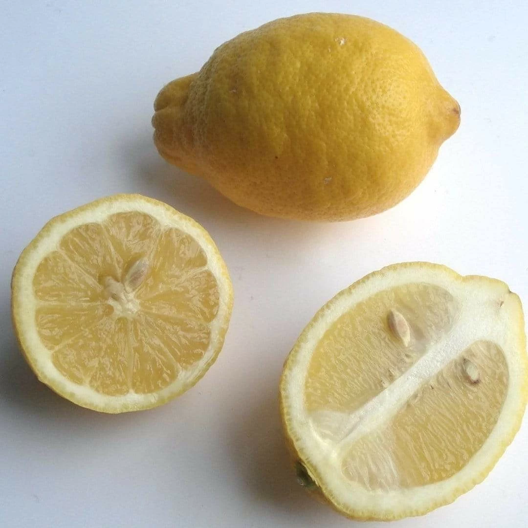 Roots Plants 90cm Eureka Lemon Tree | 4 Seasons Lemon | Grafted Mini-Stem 4 Roots Plants 90cm Eureka Lemon Tree | 4 Seasons Lemon | Grafted Mini-Stem