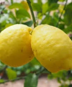 Roots Plants 90cm Eureka Lemon Tree | 4 Seasons Lemon | Grafted Mini-Stem 8 Roots Plants 90cm Eureka Lemon Tree | 4 Seasons Lemon | Grafted Mini-Stem