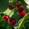 Roots Plants Lapins 'Cherokee' Cherry Tree Fruits