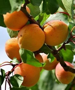 Roots Plants Tomcot Apricot Tree Fruits