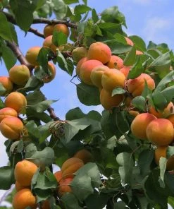 Roots Plants Flavourcot Apricot Tree