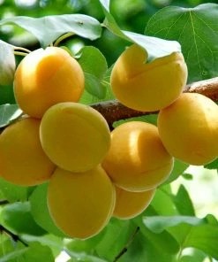 Roots Plants Early Moorpark Apricot Tree Fruits