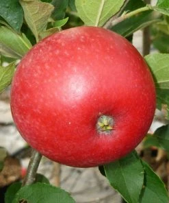 Roots Plants Worcester Pearmain Apple Tree Fruits