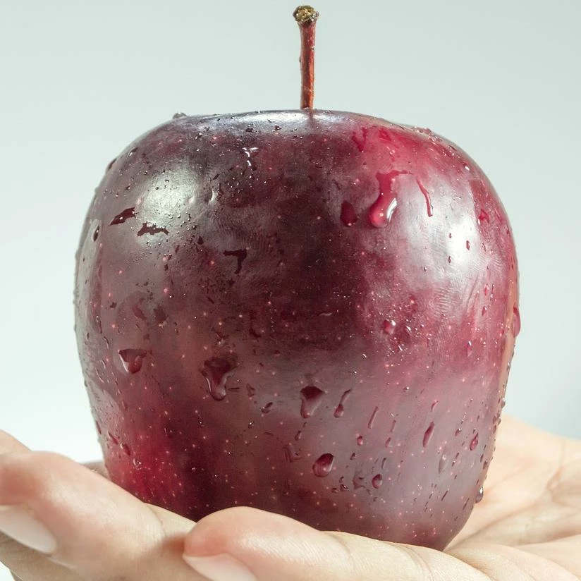 Roots Plants Spartan Apple Tree 4 Roots Plants Spartan Apple Tree