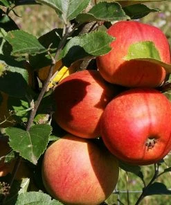 Roots Plants Scrumptious Apple Tree Fruits 8 Roots Plants Scrumptious Apple Tree Fruits