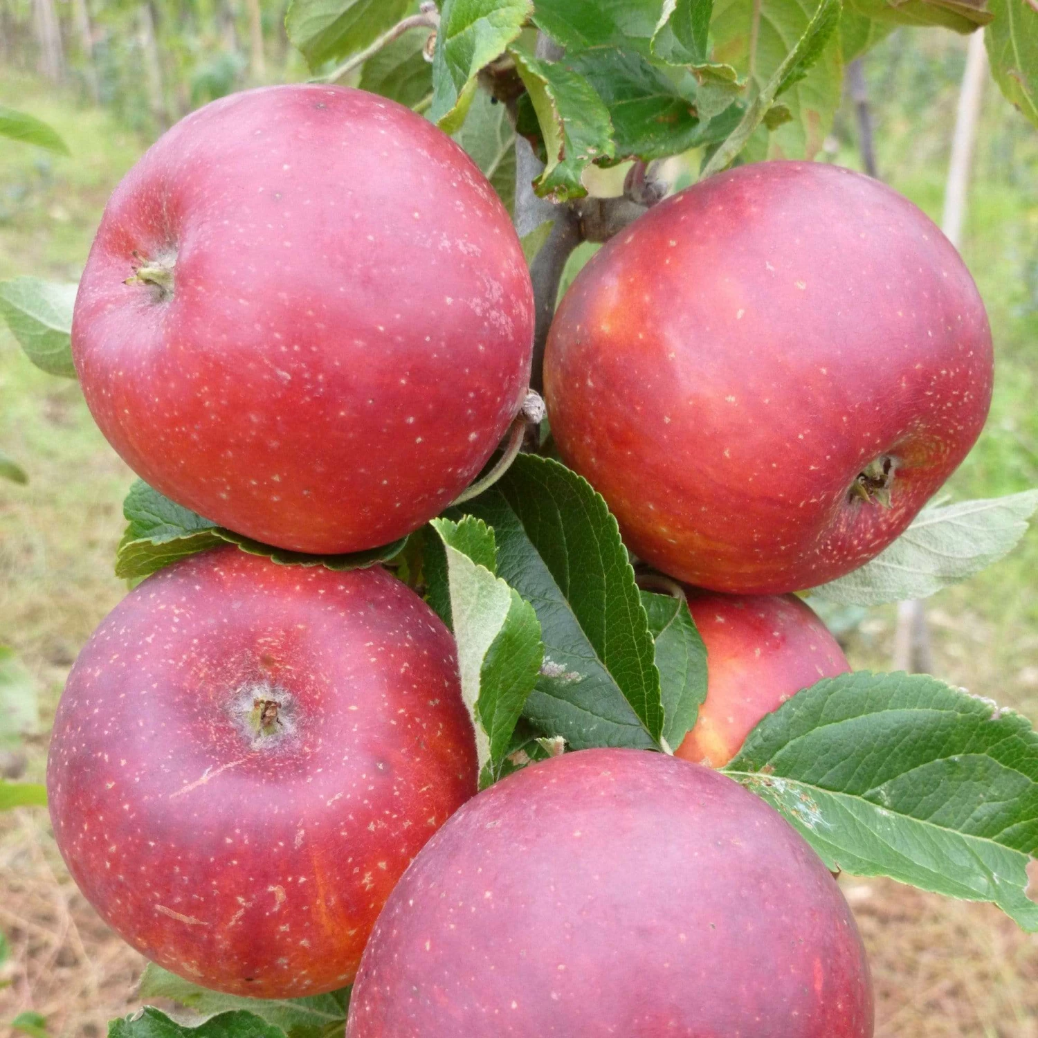 Roots Plants Red Windsor Apple Tree Fruits 4 Roots Plants Red Windsor Apple Tree Fruits