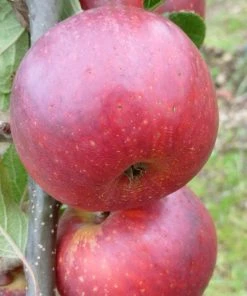 Roots Plants Red Windsor Apple Tree Fruits 8 Roots Plants Red Windsor Apple Tree Fruits