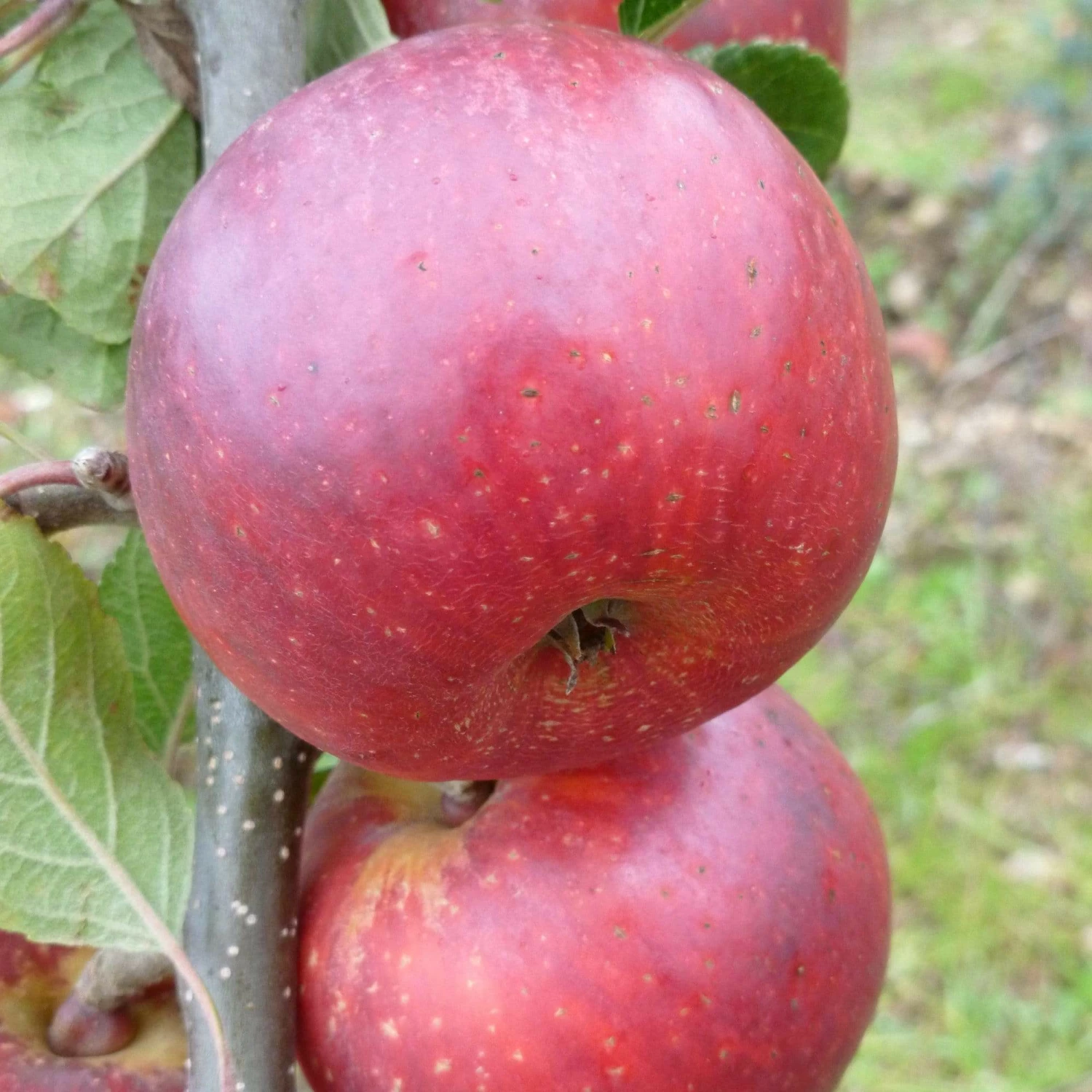 Roots Plants Red Windsor Apple Tree Fruits 5 Roots Plants Red Windsor Apple Tree Fruits