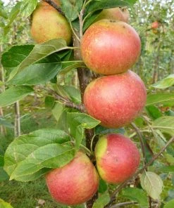 Roots Plants Laxton's Superb Apple Tree