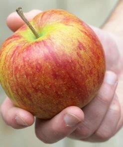 Roots Plants Jonagold Apple Tree