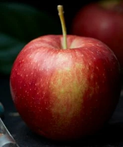 Roots Plants Jonagold Apple Tree