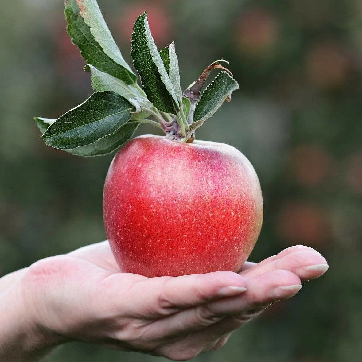 Roots Plants Gala Apple Tree 3 Roots Plants Gala Apple Tree