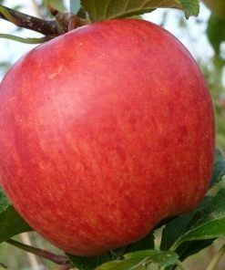 Roots Plants Fruits Cross-pollinating Apple Collection | Bramley, Gala & Discovery