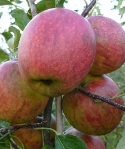 Roots Plants Fruits Falstaff Apple Tree