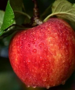 Roots Plants Mini Orchard Collection | Apple, Cherry & Plum Fruits