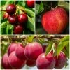 Roots Plants Mini Orchard Collection | Apple, Cherry & Plum Fruits