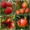 Roots Plants 'Endless Apples' Collection | Scrumptious, Braeburn Hillwell, James Grieve & Red Windsor Fruits