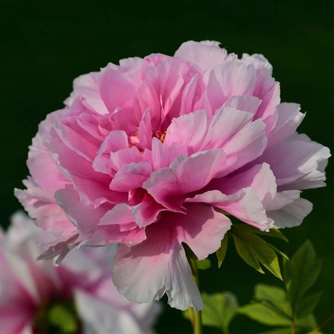 Roots Plants Peony 'Dr Alexander Fleming' | 3L Pot 3 Roots Plants Peony 'Dr Alexander Fleming' | 3L Pot