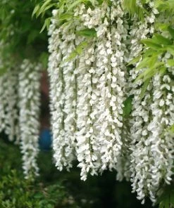 Roots Plants White Japanese Wisteria | Wisteria Floribunda 'Alba' | On A 90cm Cane In A 3L Pot