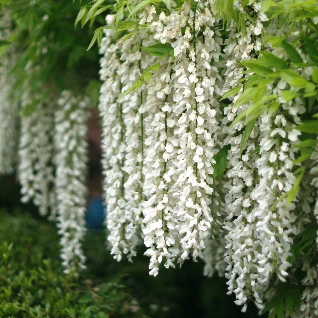 Roots Plants White Japanese Wisteria | Wisteria Floribunda 'Alba' | On A 90cm Cane In A 3L Pot 3 Roots Plants White Japanese Wisteria | Wisteria Floribunda 'Alba' | On A 90cm Cane In A 3L Pot