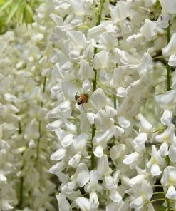 Roots Plants White Japanese Wisteria | Wisteria Floribunda 'Alba' | On A 90cm Cane In A 3L Pot