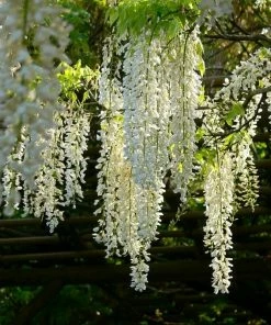 Roots Plants White Japanese Wisteria | Wisteria Floribunda 'Alba' | On A 90cm Cane In A 3L Pot 7 Roots Plants White Japanese Wisteria | Wisteria Floribunda 'Alba' | On A 90cm Cane In A 3L Pot
