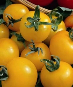 Roots Plants Salad Plants 5 Organic 'Golden Sunrise' Tomato Plants 13 Roots Plants Salad Plants 5 Organic 'Golden Sunrise' Tomato Plants