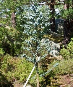 Roots Plants Trees & Shrubs Gunnii Eucalyptus Tree