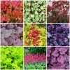 Roots Plants Heuchera Collection Perennials