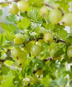 Roots Plants Complete Gooseberry Collection | Red, White & Green 11 Roots Plants Complete Gooseberry Collection | Red, White & Green