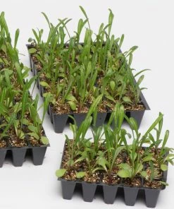 Roots Plants 120 Best Annuals For Flower Beds Collection | Sunny Shades | Plug Plants