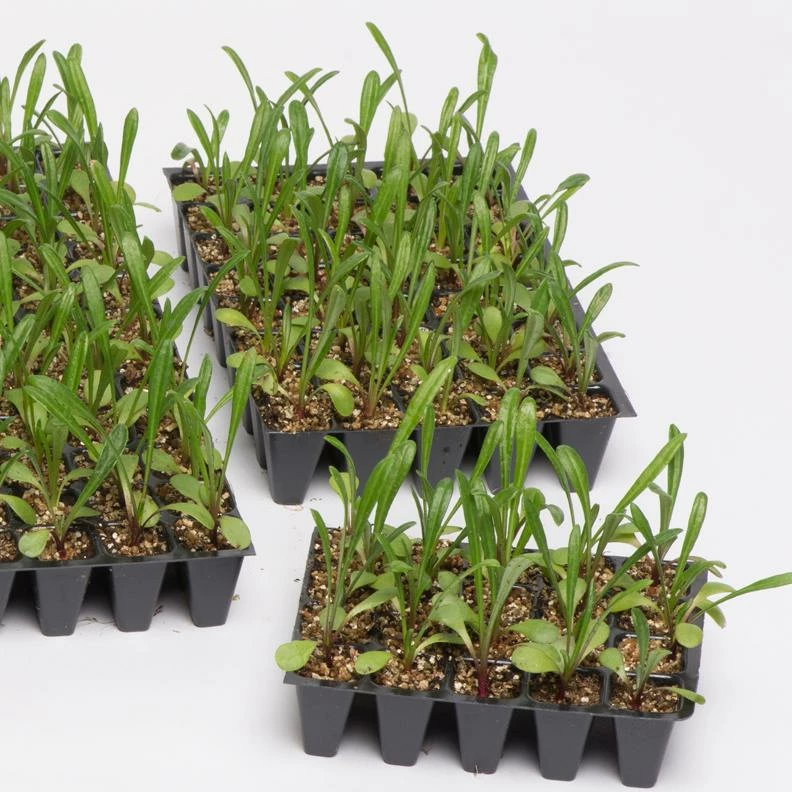 Roots Plants Geranium Sunflair 'Eva White' Jumbo Plug Plants 6 Roots Plants Geranium Sunflair 'Eva White' Jumbo Plug Plants