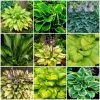 Roots Plants Perennials Hosta Collection | 6 X 1L Pots 1 Roots Plants Perennials Hosta Collection | 6 X 1L Pots