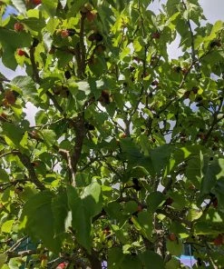 Roots Plants Raspberry Plants Wellington Mulberry Tree