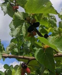 Roots Plants Raspberry Plants Wellington Mulberry Tree