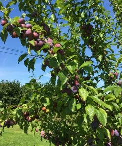 Roots Plants Fruits Victoria Plum Tree