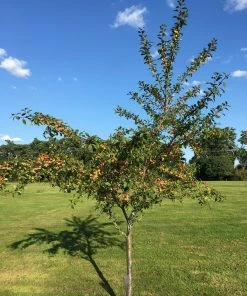 Roots Plants Mirabelle De Nancy Plum Tree 17 Roots Plants Mirabelle De Nancy Plum Tree