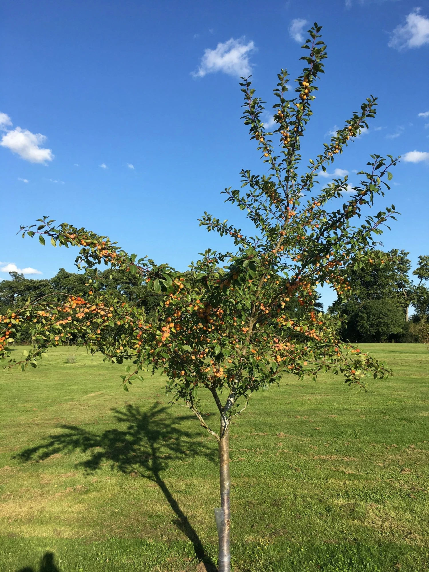 Roots Plants Mirabelle De Nancy Plum Tree 10 Roots Plants Mirabelle De Nancy Plum Tree