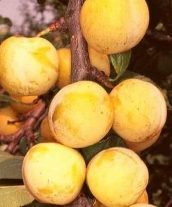 Roots Plants Imperial Gage' Plum Tree Fruits