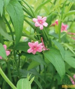 Roots Plants Red Jasmine | Jasminum 'Beesianum' | On A 90cm Cane In A 3L Pot