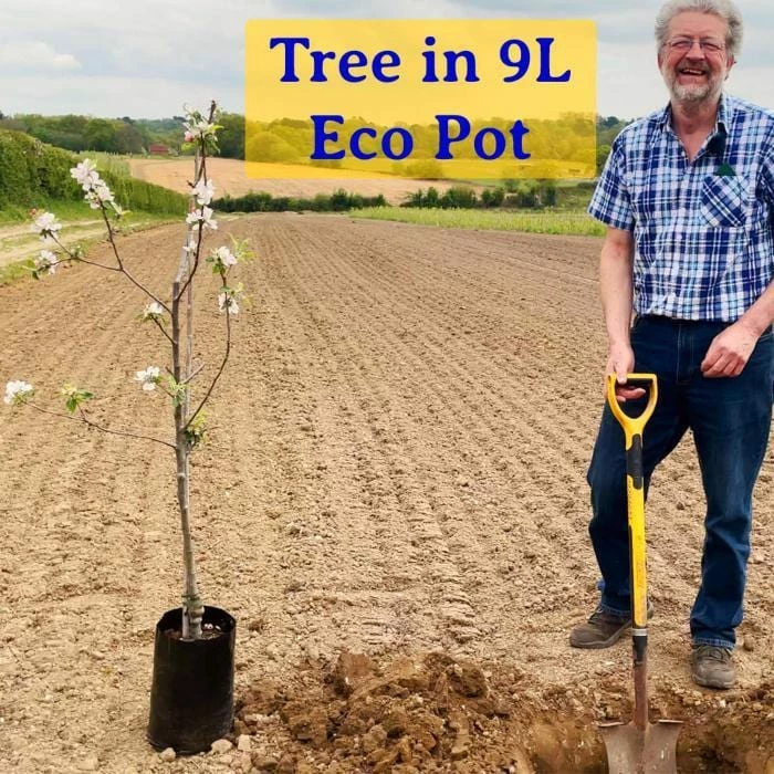 Roots Plants Fruits Nottingham Medlar Tree 9 Roots Plants Fruits Nottingham Medlar Tree