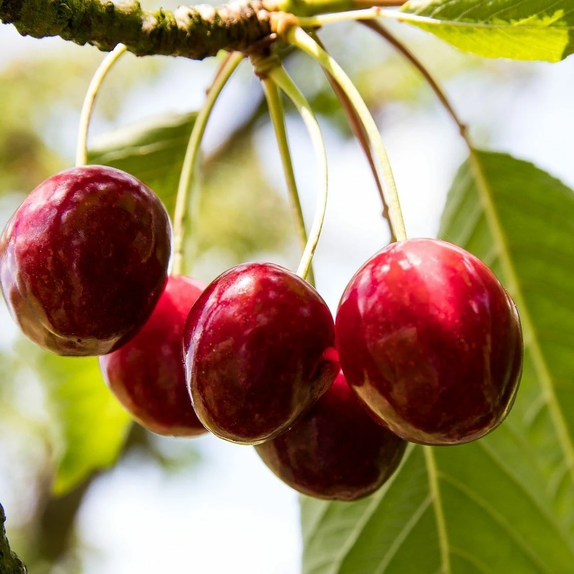 Roots Plants Fruits Karina' Cherry Tree 3 Roots Plants Fruits Karina' Cherry Tree